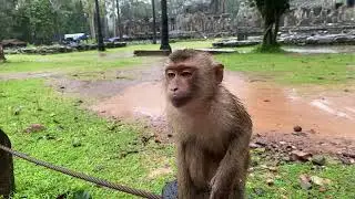 Missing monkey Rainbow and monkeys in Amber troop