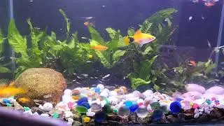 Aquarium Fish Compilation#053, Beautiful Fish Aquarium