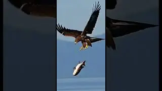 Two birds fight over food - Part 2, who will win? #ShortFilm