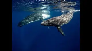 Deep Ocean & Aquarium Calm 🌊🐠 | Relaxing Music for Stress Relief #aquarium #ocean #relaxingmusic
