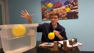 Aquatic Adventure - Shark Float