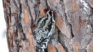 Close-Up View of a Woodpecker on Tree Bark