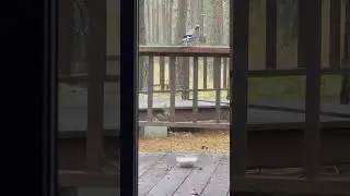 #jaybird #forestbirds #birds #birdswatching #nature #forest #forestlife #wildlife #natureshorts #4k