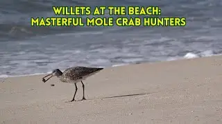 Willets vs. Mole Crabs: A Shoreline Showdown
