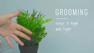Carioti Tips: Lawn