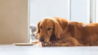 Keep Your Dog's Teeth Clean - How Can You Help Prevent Dental Issues in Your Pup?