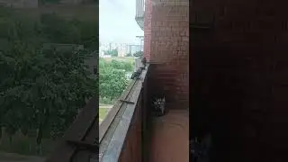 Достали гадить в моём офисе! #2023 #animals #birds @killmeroman