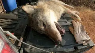 Musher's Tails: First Wolf Caught and Checking a Few Traps