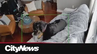 Dog starts fire inside Ottawa-area home after chewing on battery