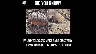 Fossil.....! | The Mystification #shorts #youtubeshorts #viral #trending #facts