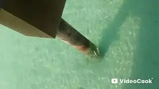 🦈sea downside more fish playing, food eating 🦈