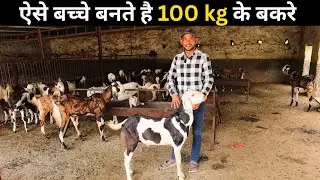 गुजरी के 100kg बनने वाले बकरे - GUJRI GOAT FARMING IN INDIA
