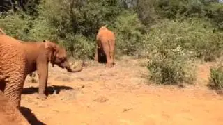 DSWT nursery babies out in the bush