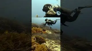 Komodo Island diving highlights!! Scuba diving Indonesia