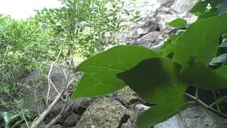 VID00323