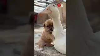 Puppy and Duck Love Story ❤️ #shorts #dog #duck #love #viral #trending #viralshorts