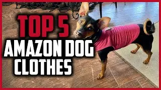 ✅Top 5 Best Amazon Dog Clothes in 2024