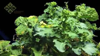 Oilseed rape growth time-lapse