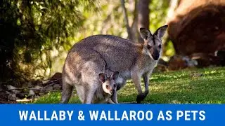 Wallaby and Wallaroo Care - A Complete Owner&rsquo;s Guide - Raising, Breeding, Habitat, Care, And More