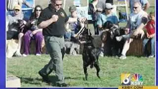 K9 Deputy Jake remembered