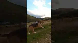 Running is better with my dog #trailrunning #runningdog #shorts #scotland #doghiking
