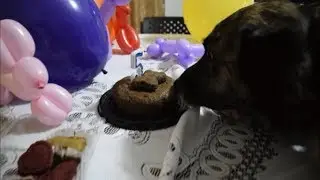Fiestas para mascotas - Rosa M&iacute;stica Eventos