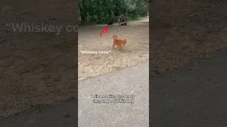We just BARELY avoided a Dog FIGHT ‼️ #dogpark #dogsplaying #dogtraining