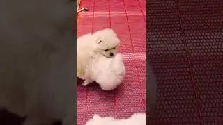 Cute Mini Funniest Animals - Best Of The 2025 Funny Animal Videos #101.8