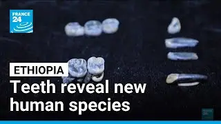 Teeth that shake up human evolution: Ethiopian fossils shed light on ancestors &bull; FRANCE 24 English