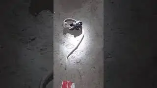 Dangerous snake 🐍of India. kalchiti@Kalach.