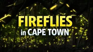 The Magic of Fireflies in Cape Town