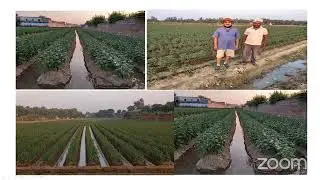 Open field cultivation of chrysanthemum for cut flowers-By Dr. Mam singh