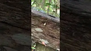アオミオカタニシとオキナワウスカワマイマイ