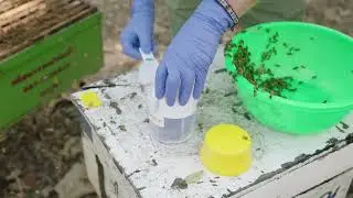 Detecting Tropilaelaps in honey bee colonies - sugar roll (PHIRA Science)