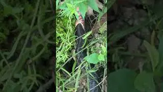 mudsnake versus amphiuma (2)