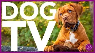 DOG TV - The ULTIMATE Entertainment Video for Dogs! (NEW)