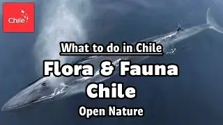 What to do in Chile: Flora & Fauna Chile - Open Nature