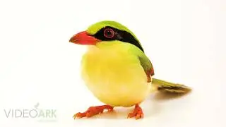 A female Indochinese green magpie (Cissa hypoleuca) named Jolie at the Los Angeles Zoo