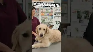 A kullancs &aacute;ltal terjesztett bab&eacute;zia t&uuml;netei #dog #dogs #dogshorts #kutya #&aacute;llatok #allatorvos