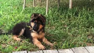 Head tilt.. Mayhem (Mimi) The German Shepherd.