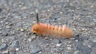 Curious caterpillar | Hairy wanderer of Eungella's rainforest