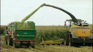 Anglesey Maize '25 - New Holland FR 920 with 12-Row Header and Masseys (this time)