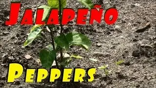 Garden Is Finally Planted & Growing #98 Heirloom Organic Vegetable Garden