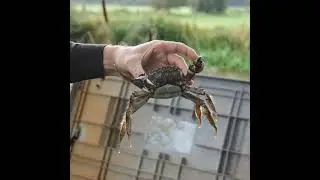 Aflevering 2: Chinese wolhandkrab
