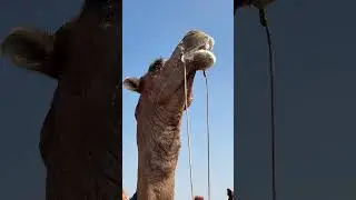 beautiful camel short