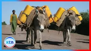 Giving bhang to donkeys banned in Moyale