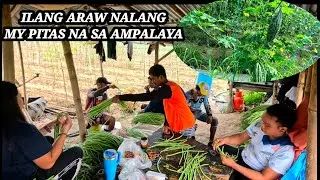 9TH PITAS SA SITAW TUMAAS PA ANG PRESYO ,ILANG ARAW NALANG MY PITASIN NA DIN SA AMPALAYA 👏🙏