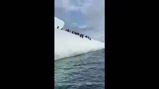 Penguin Slips While Other Penguins Stand on Ice Then Jump Into Water