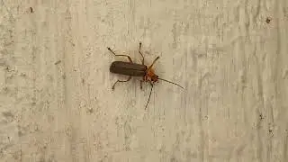Summer Insects