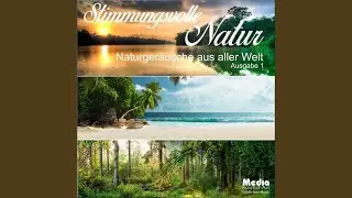 Waldrand in der Abendd&auml;mmerung